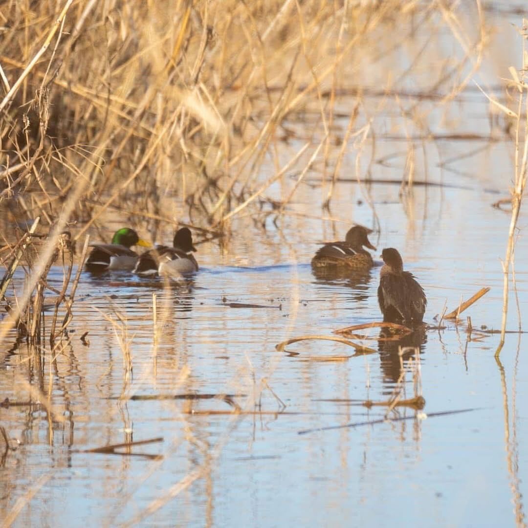 Şirvan Milli Parkından maraqlı görüntülər (FOTO)